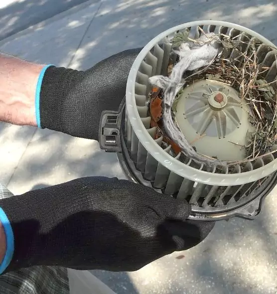 About Air Duct Mice Removal in New Braunfels, TX